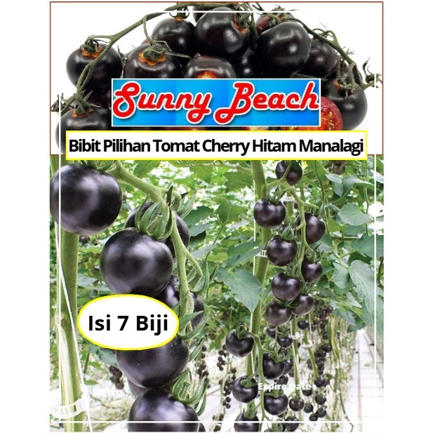 Bibit Pilihan Tomat Cherry Hitam Manalagi | Biji Benih Tomat Ceri Hitam | Tomat Cherry Hitam