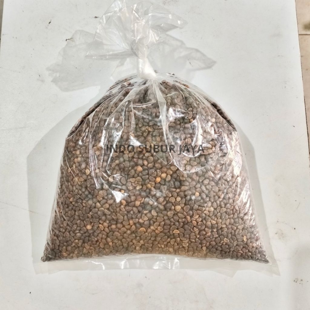 [10 KG] Benih Kangkung Curah Bagus