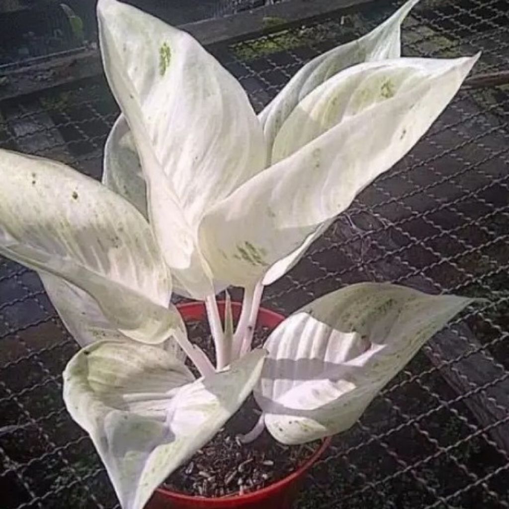 bonggol aglonema legacy salju murah