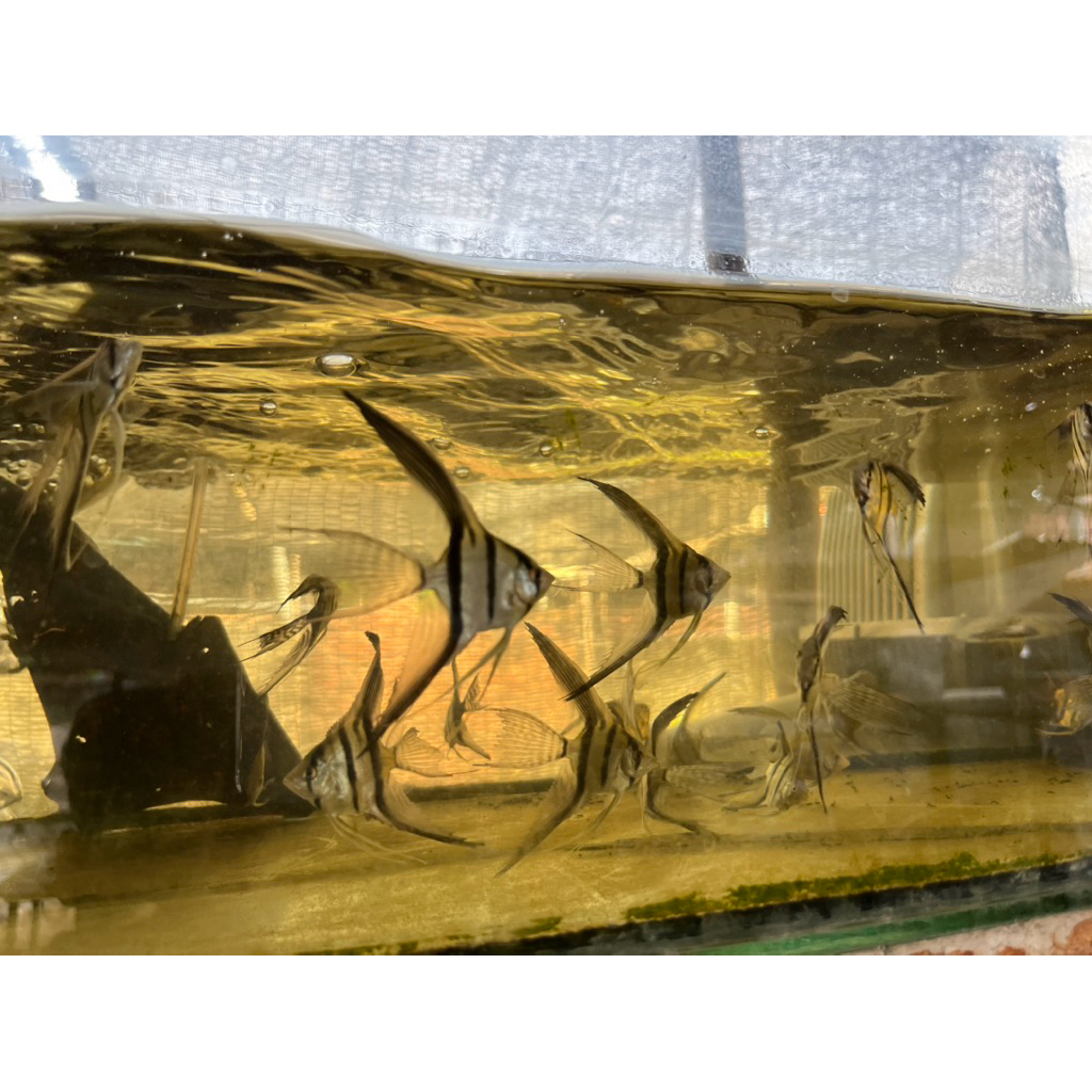 KHUSUS INSTAN MANFISH BW SLAYER SIZE M BERGARANSI