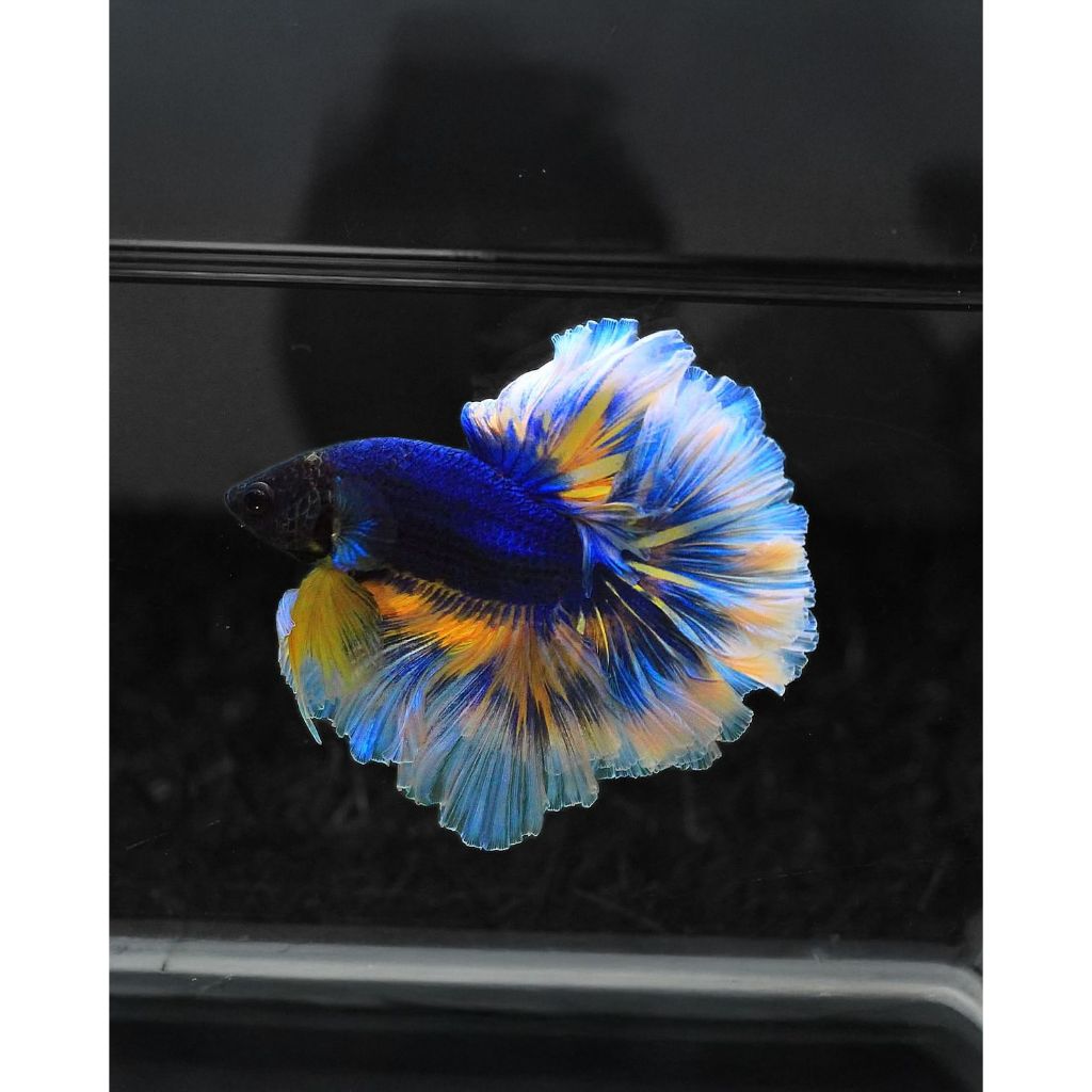 Cupang Halfmoon Multicolor Biru Emas – Sirip Lebar, Tubuh Mewah Koleksi