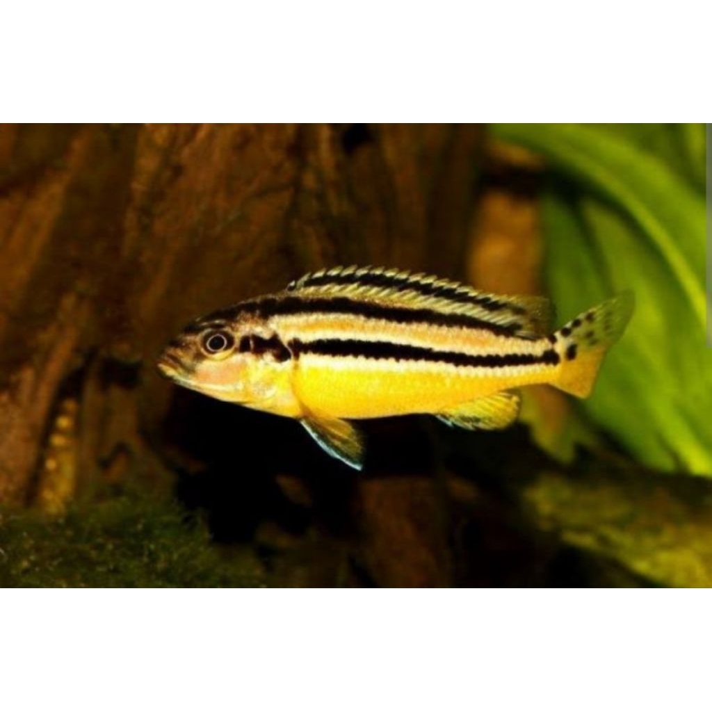 TERLARIS, Ikan Lemon Niasa, ikan hias air tawar.