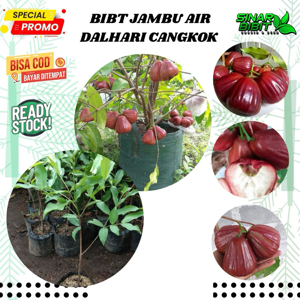 bibit jambu air dalhari hasil cangkok