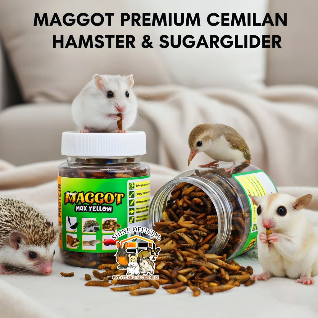 MAGGOT KERING (ULAT HONGKONG) MAKANAN HAMSTER & SUGARGLIDER