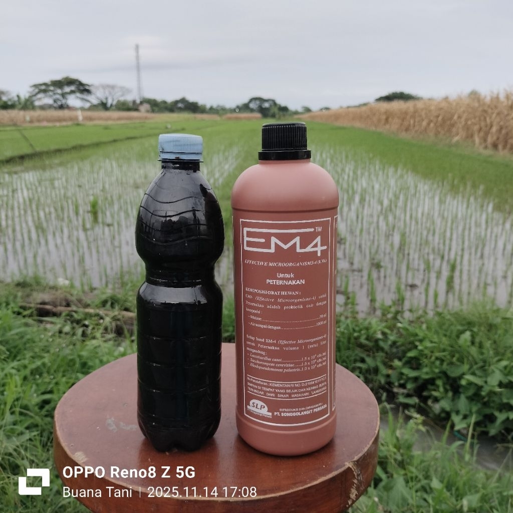 Em4 peternakan dan molase