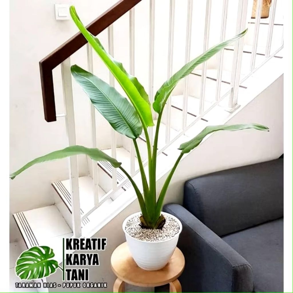 Tanaman Hias Pisang Kipas Tanaman Pisang Kipas