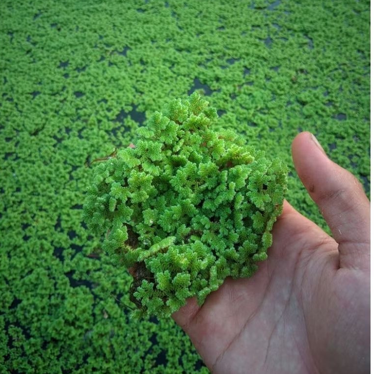 bibit Azolla super microphylla