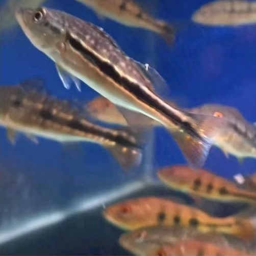 PBASS FOGO UKURAN 6-7 CM