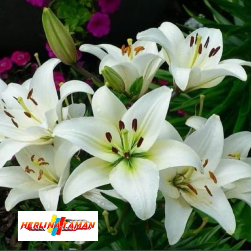 Tanaman Hias Bakung Amarilys Bunga Putih besar / amarilis bakung bunga