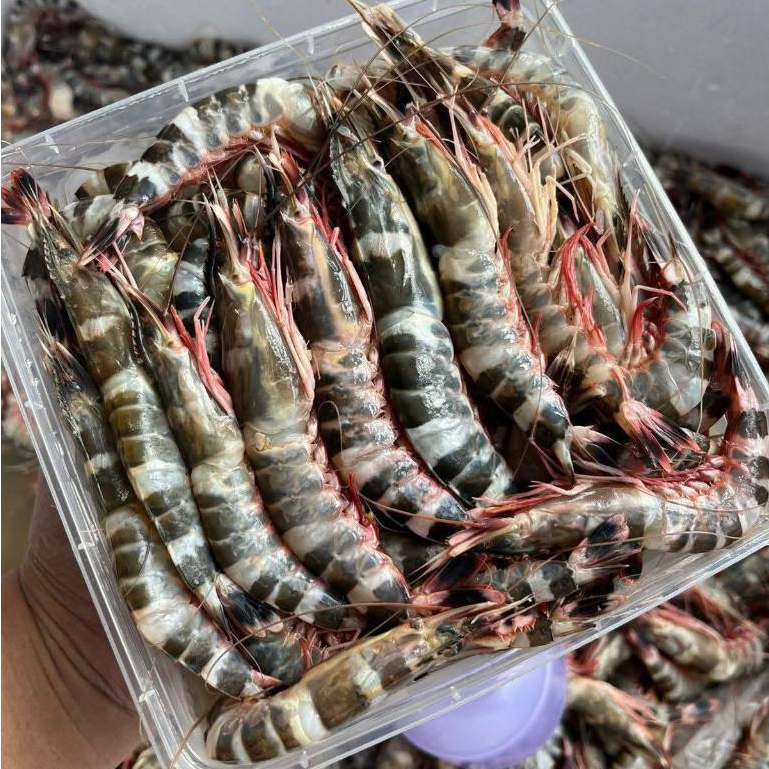 Udang windu tiger / Udang loreng windu / windu udang loreng box 1 kg
