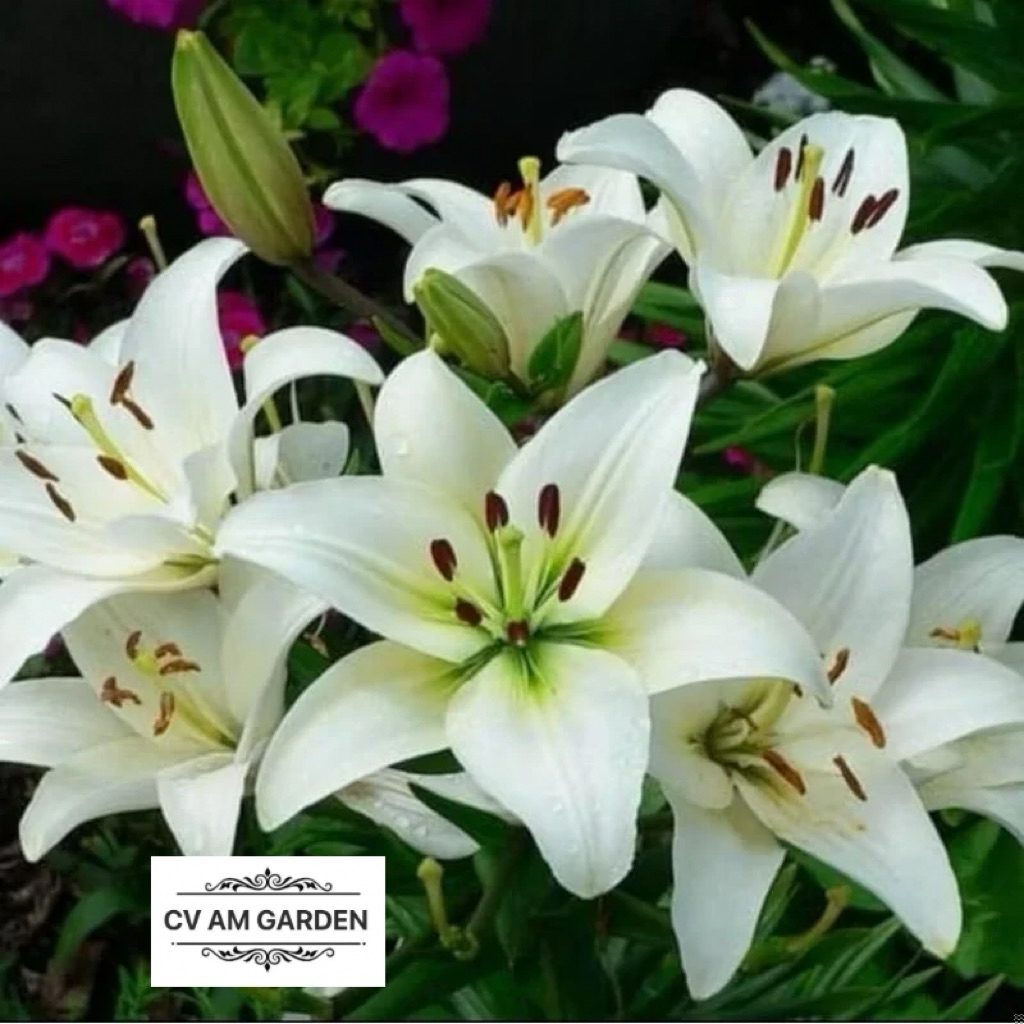 Tanaman Hias Bakung Amarilys Bunga Putih besar / amarilis bakung bunga