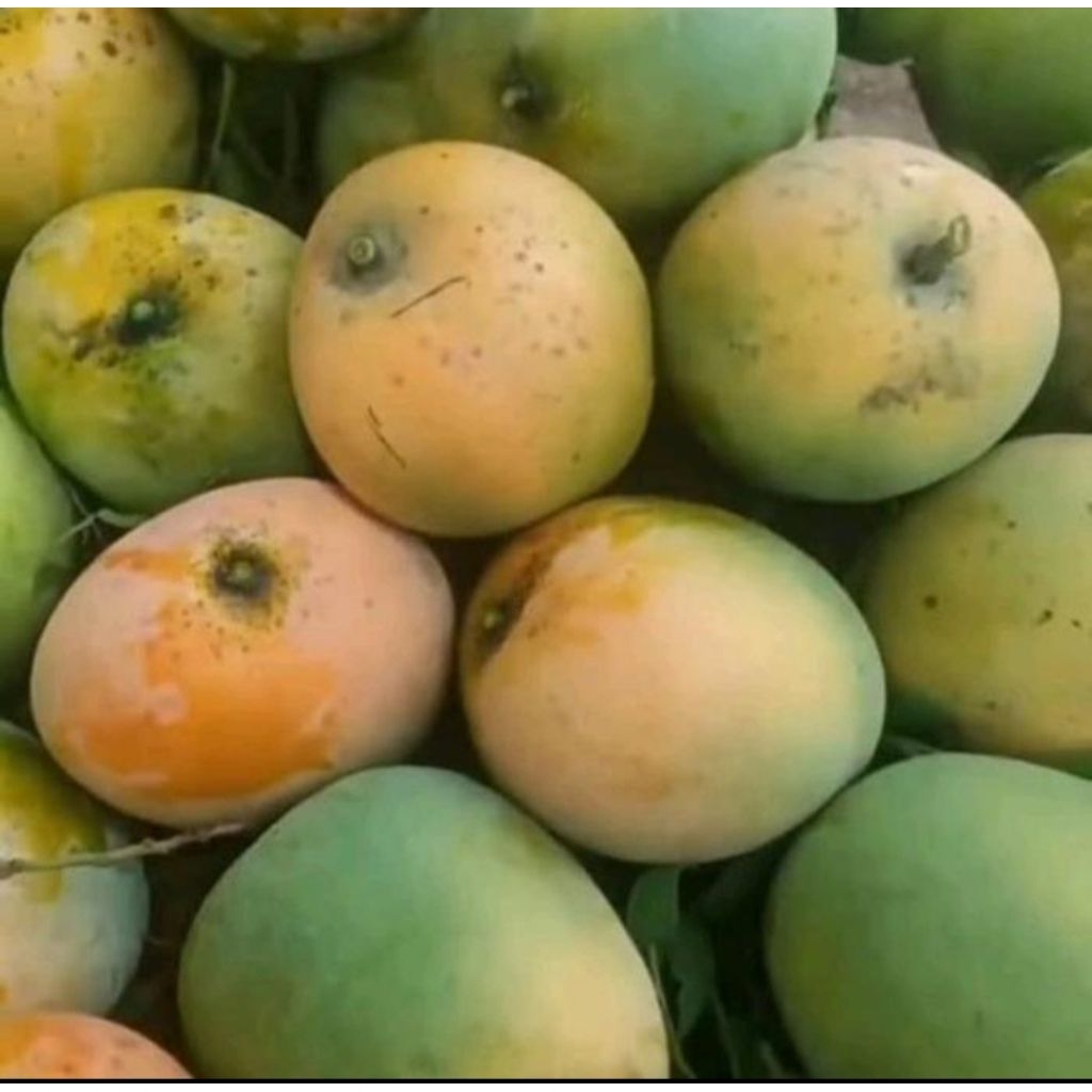 Mangga Gincu 1 kg