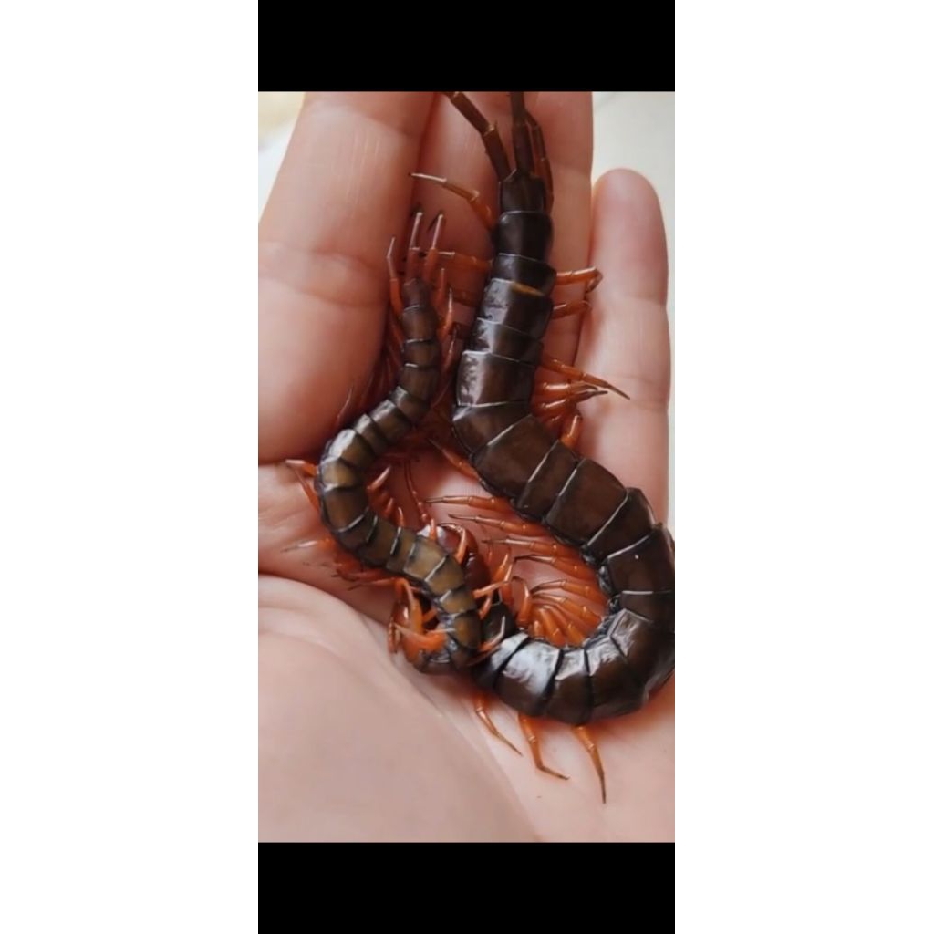 Kelabang Lipan Merah Hidup ukuran Besar 12-14cm Pakan Arwana Lohan Arowana Louhan Predator Kacer Mur