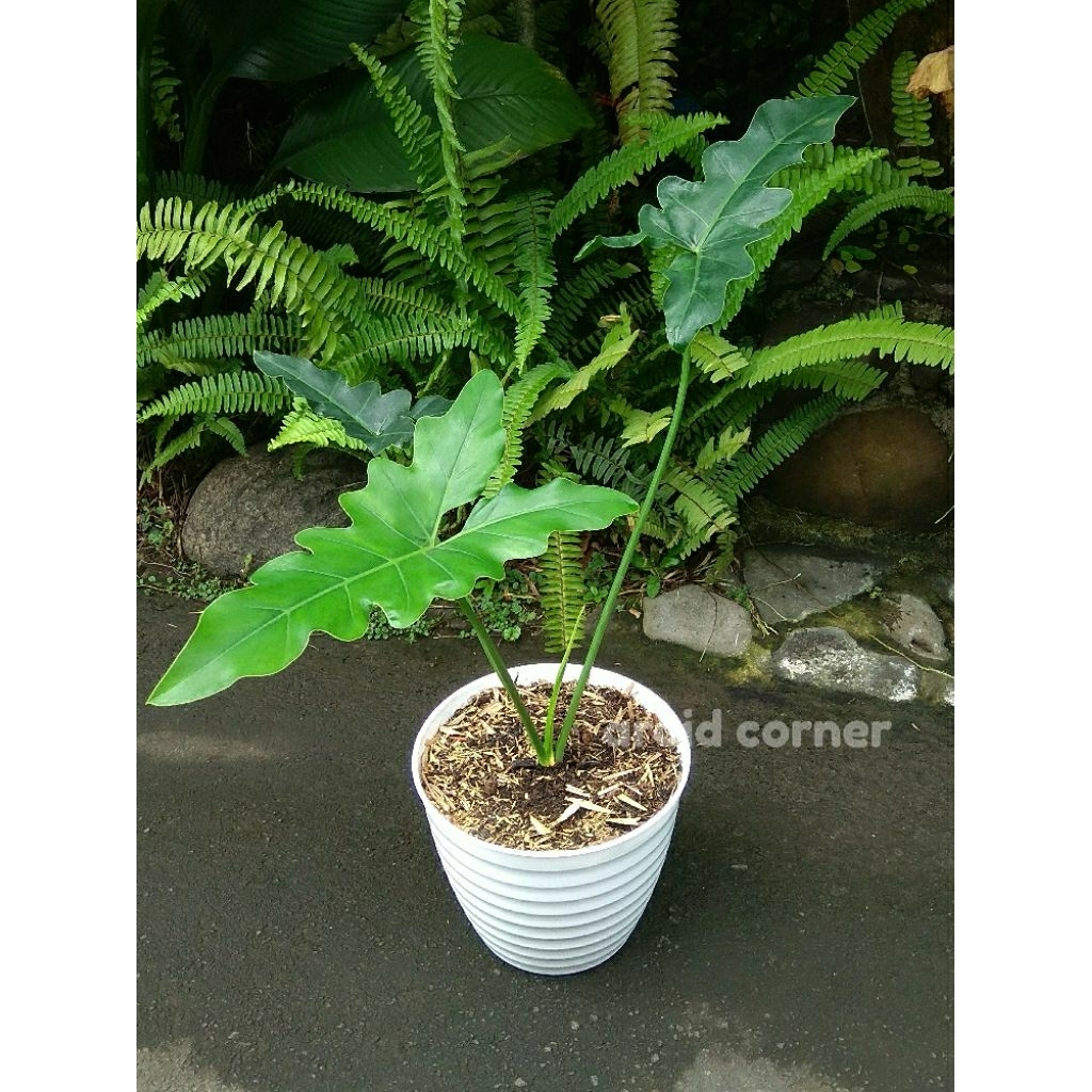 Philodendron Thaumatophyllum 'Soledad' Real Picture