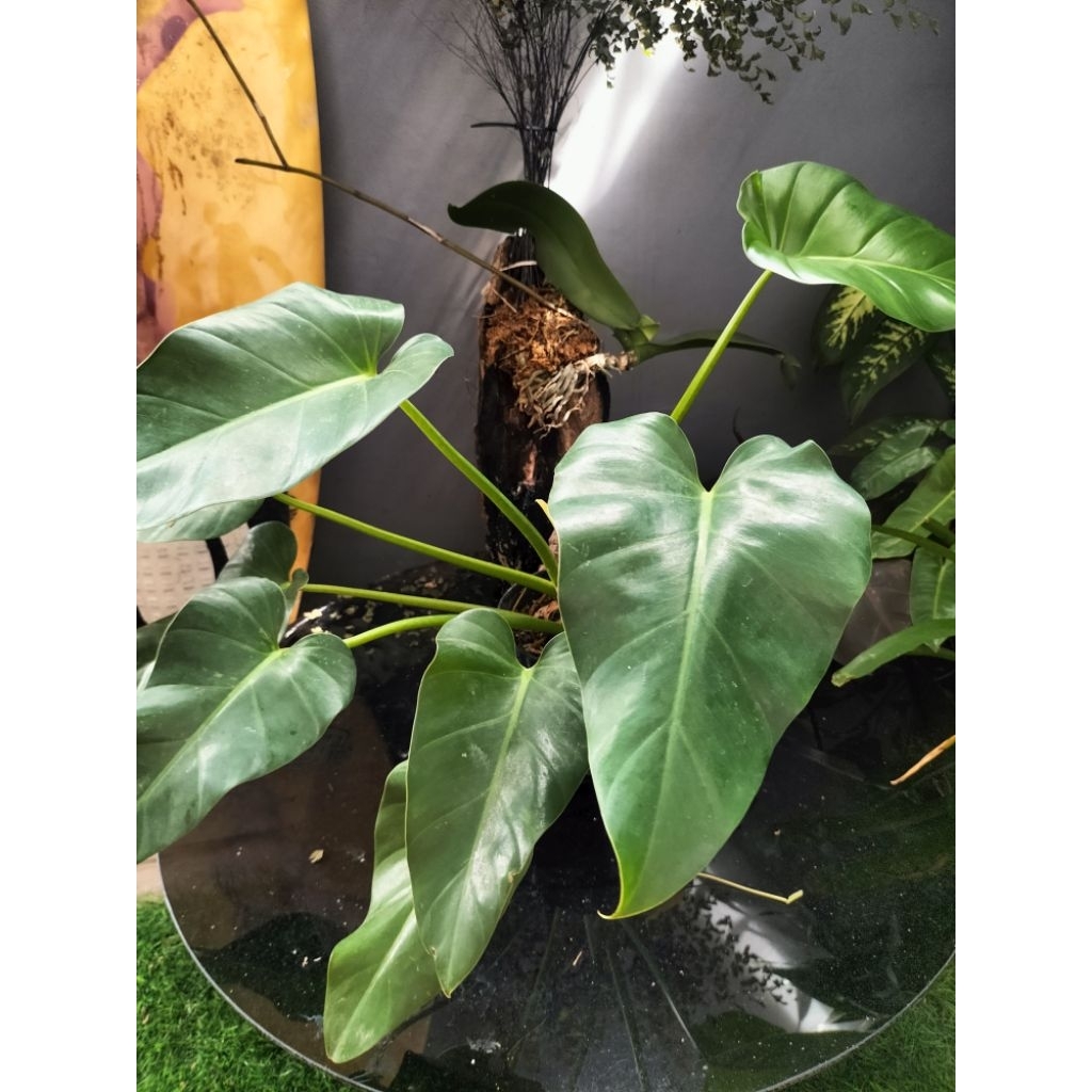 Tanaman Hias tanaman ini adalah Philodendron ‘Rojo Congo’ / Philodendron Congo