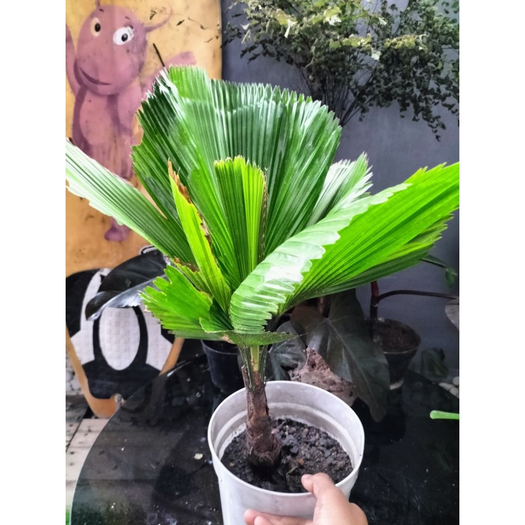 Tanaman Hias Tanaman  palem kipas (Licuala sp.), Licuala grandis