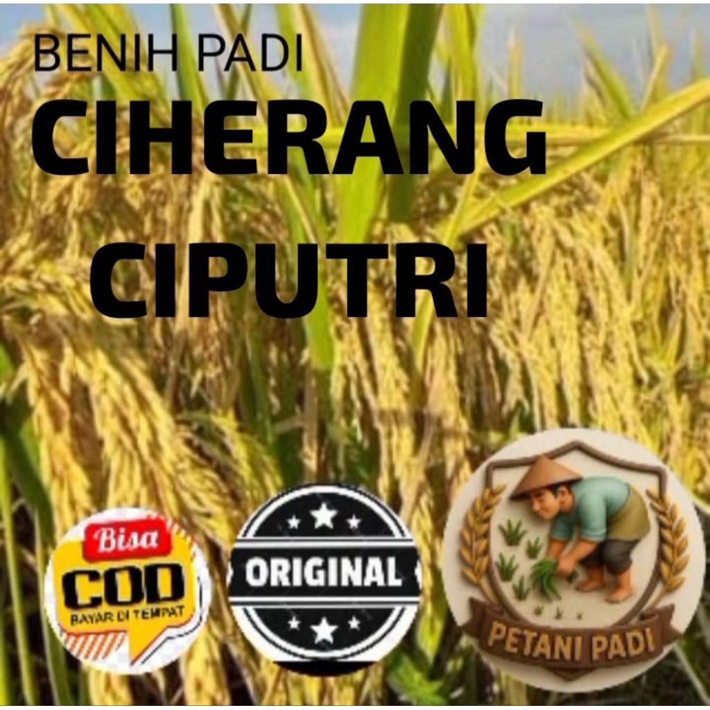 BENIH PADI CIHERANG CIPUTRI KEMASAN 1KG