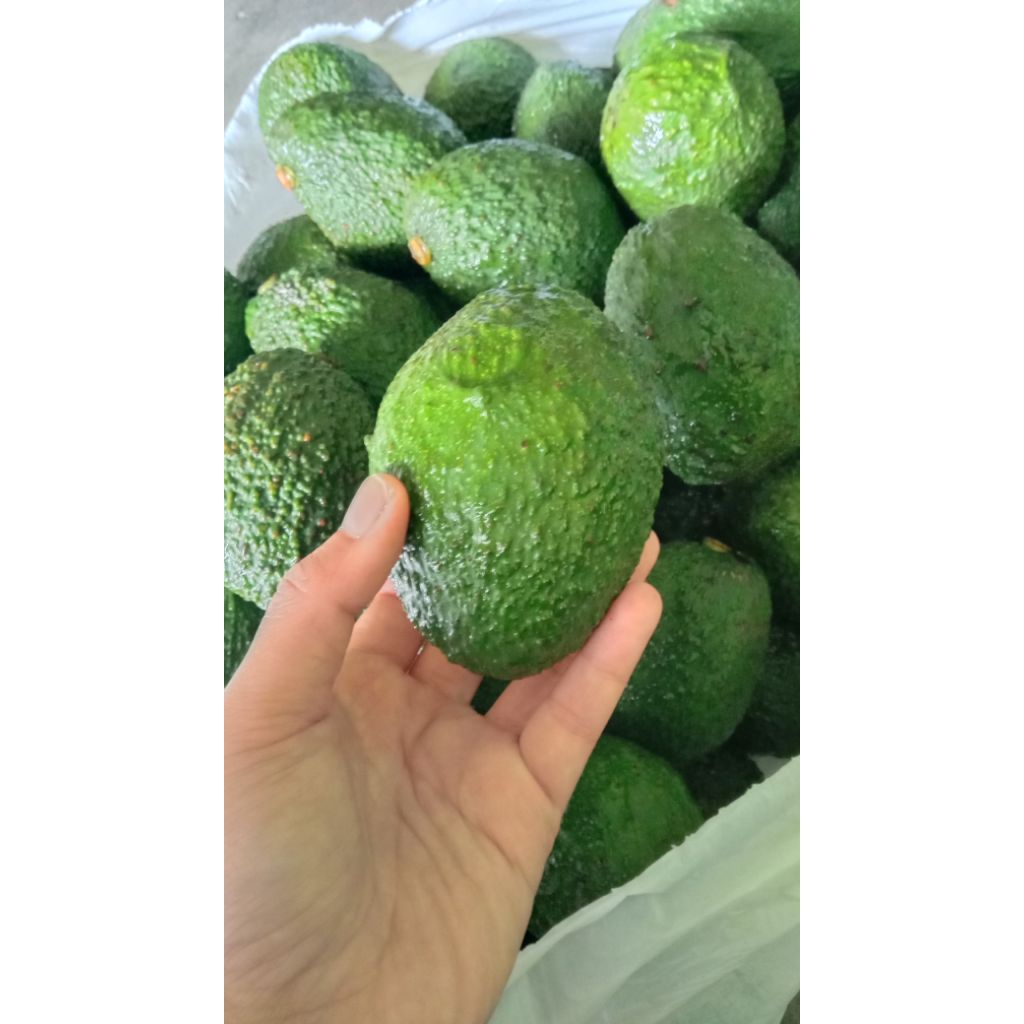 alpukat hass - alpukat australia-alpukat sultan