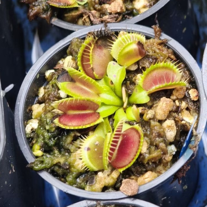 VFT venus Flytrap B52