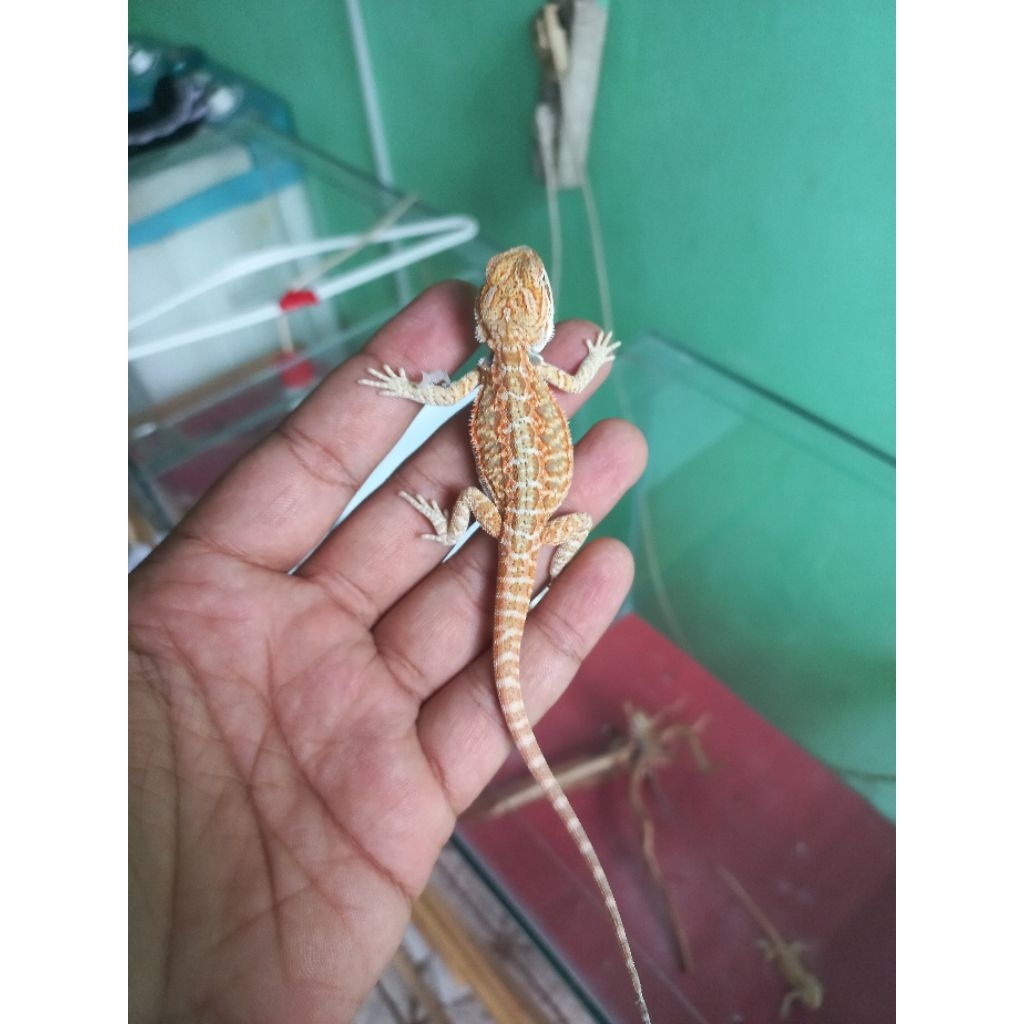 baby bearded dragon citrus hypo leather back