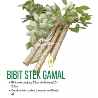 Batang Stek Gamal isi 20