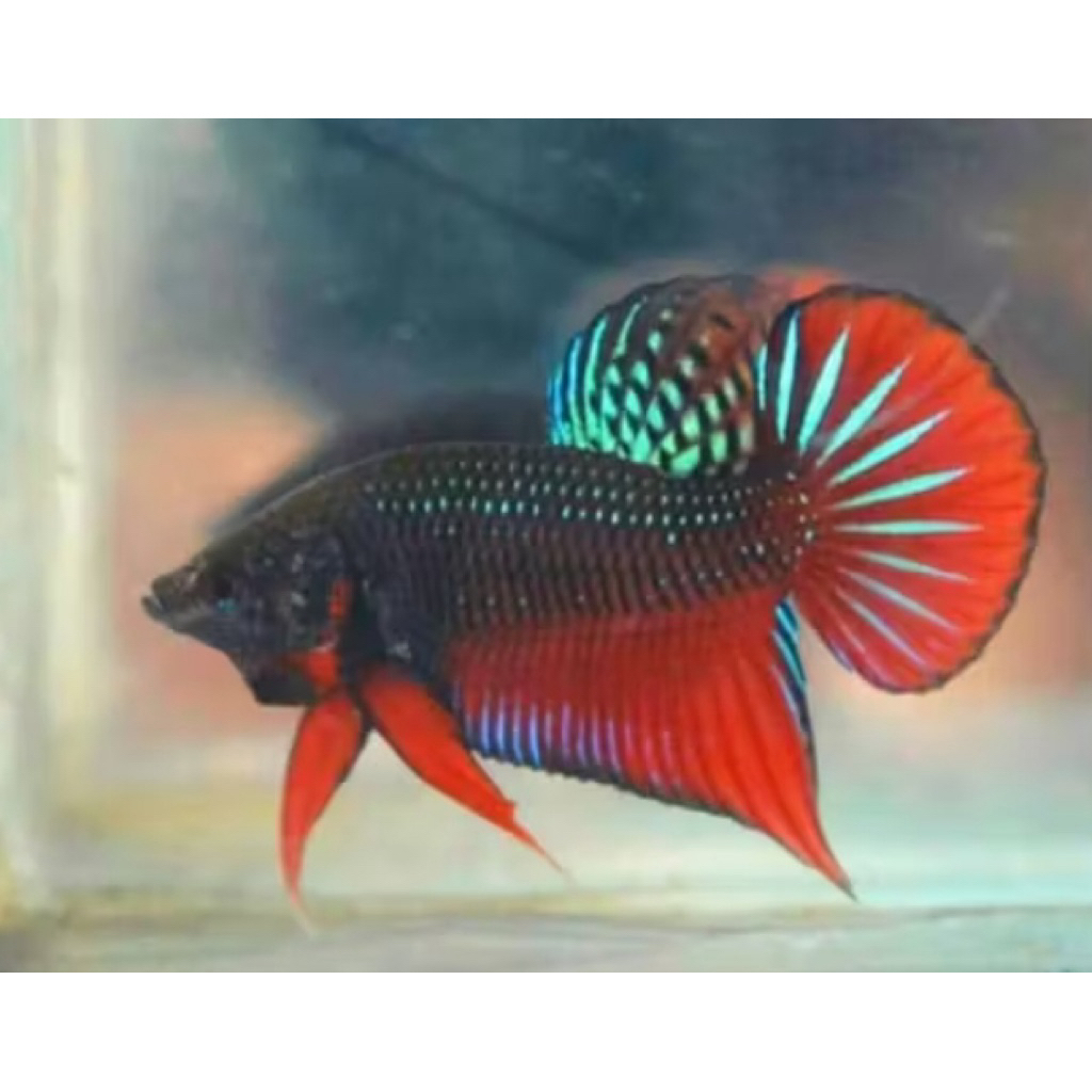 hiasan cupang wild betta splendens