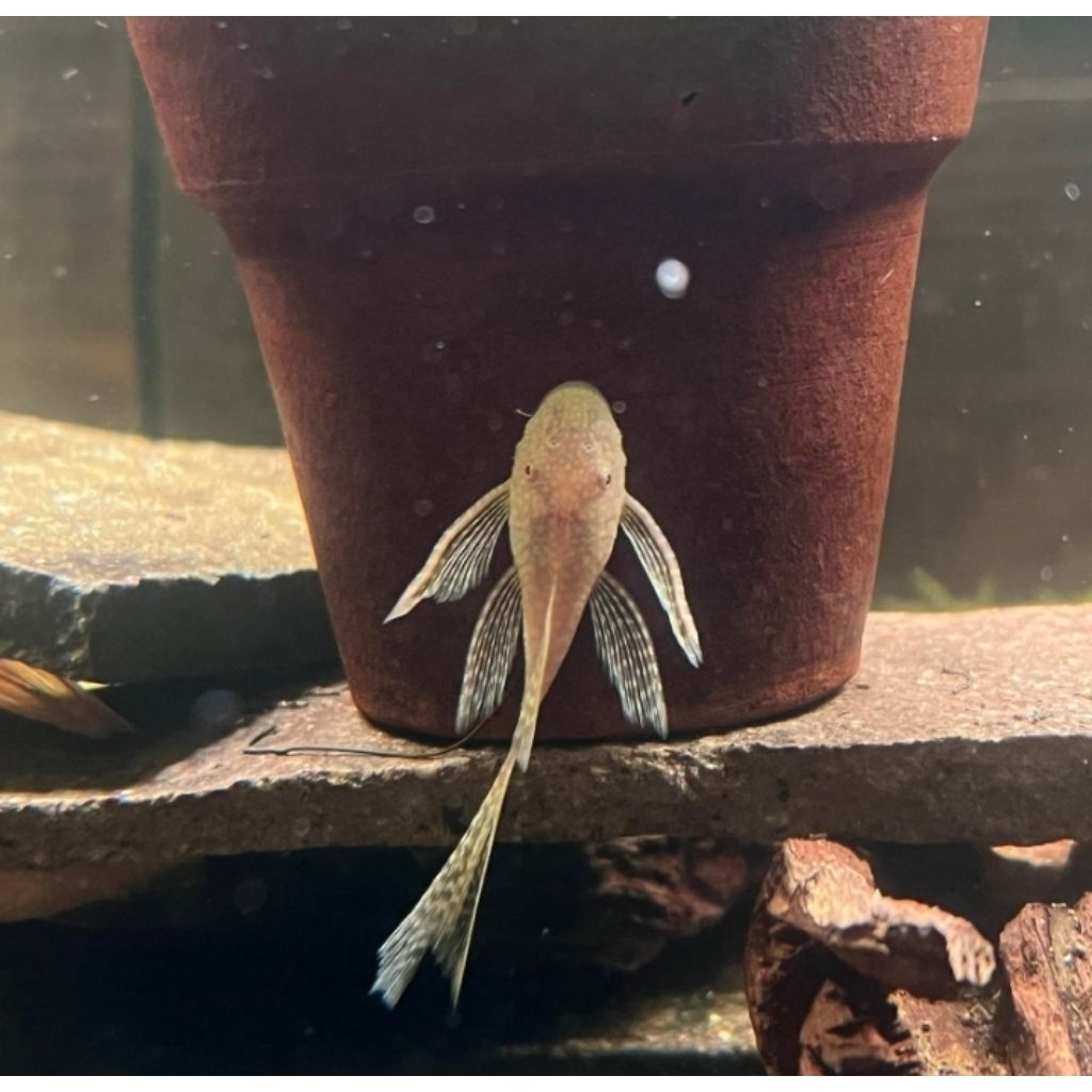 Brushmouth Albino Slayer Ikan Hias Pembersih Lumut Algae Aquascape