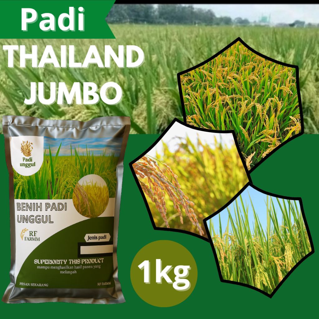 bibit padi benih padi Thailand jumbo 3pcs original