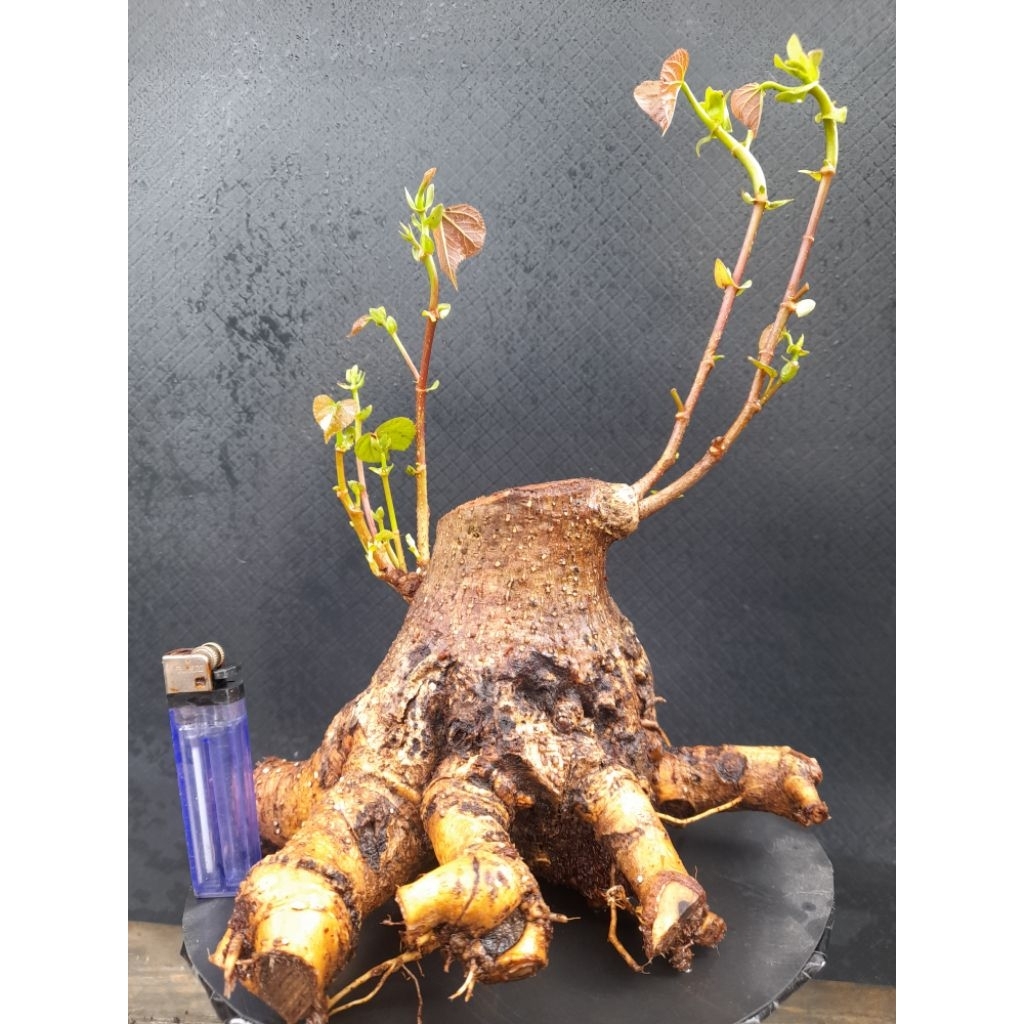 Bahan Bonsai Waru Taiwan Prokar Gaya Formal Percabangan Sudah ada Size Small real pict