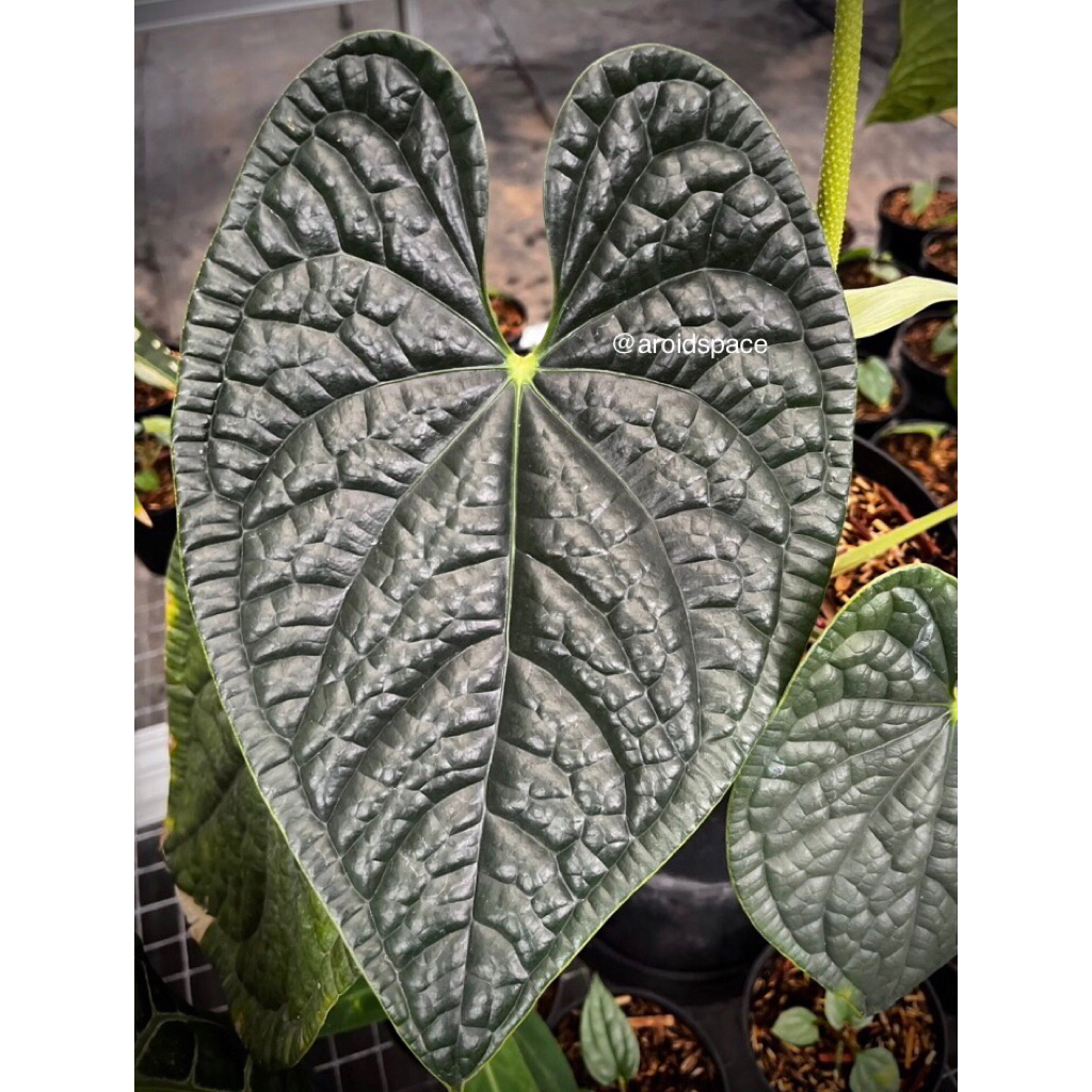 Anthurium Luxurian Ecuador Original 100%