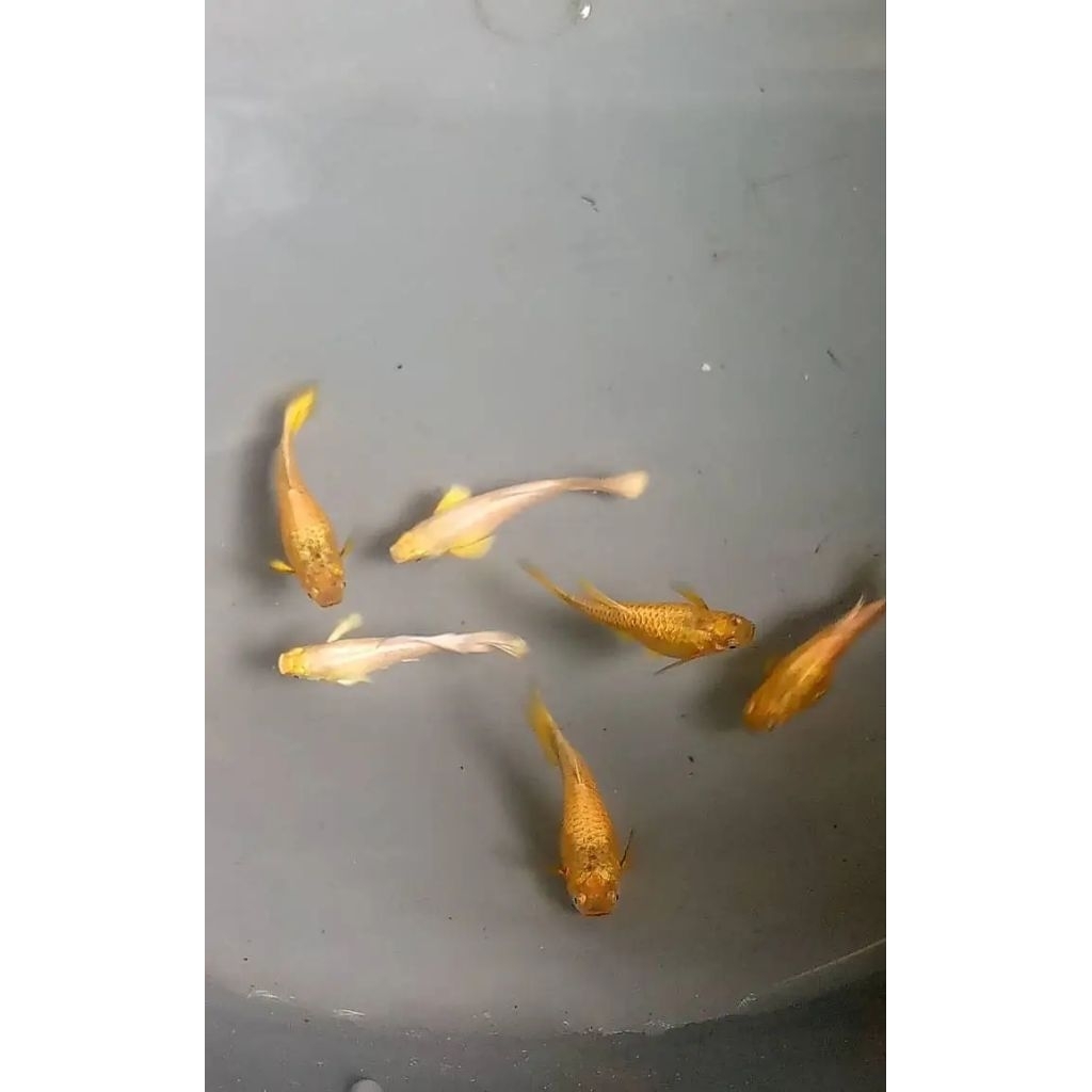 hiasan aquarium ikan guppy full gold