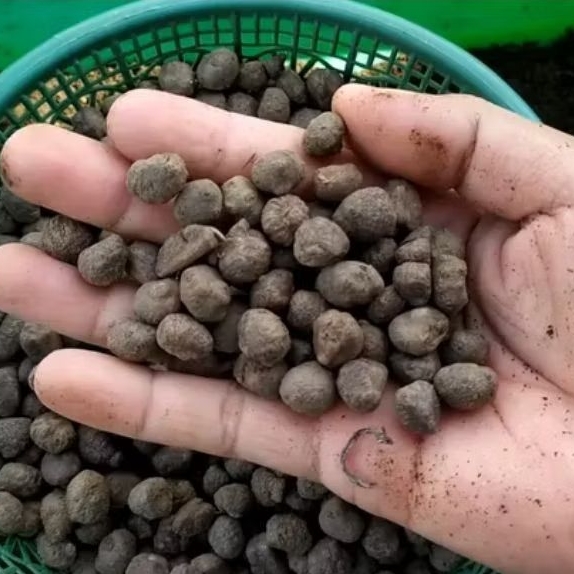 katak porang mini isi 100 butir - porang - kecambah