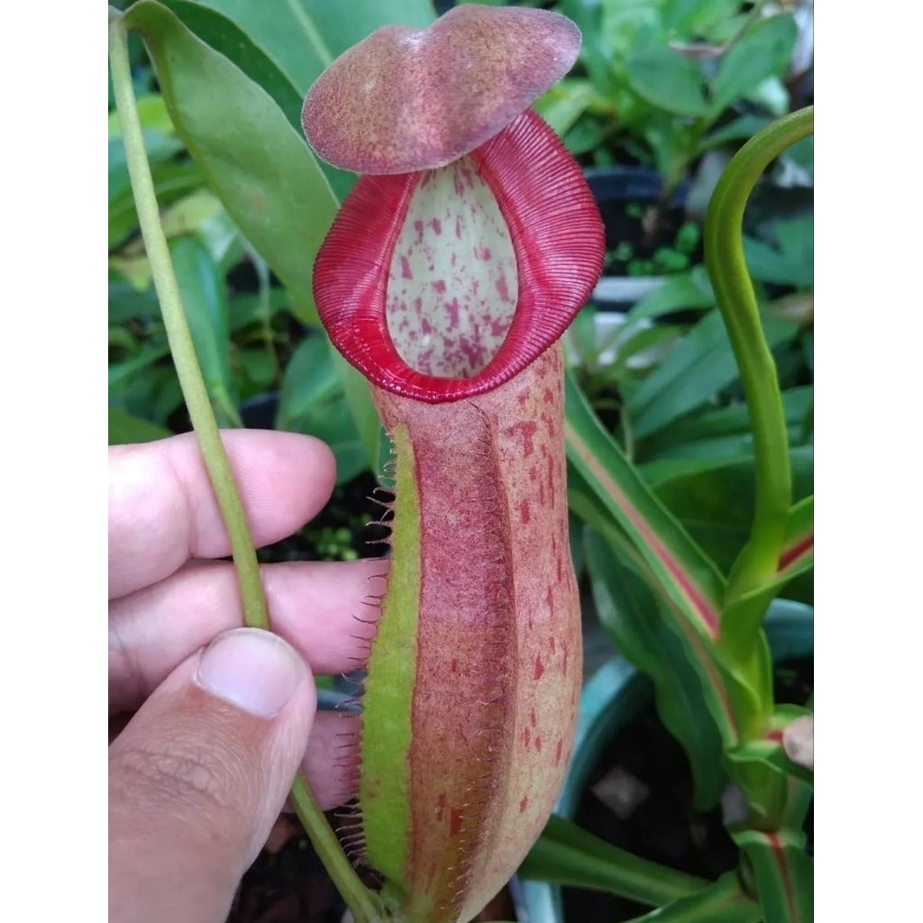 Nepenthes (Boschi x Spathu) X Adrianii