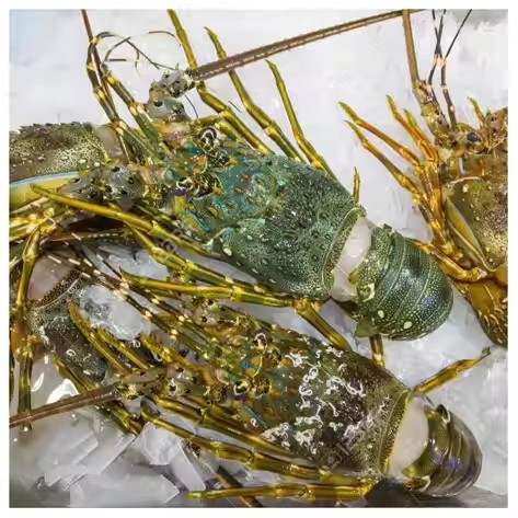 Udang Segar 1Kg Udang Jumbo Udang Besar Udang Lobster Segar Lobster Beku Lobster Frozen Seafood Udan