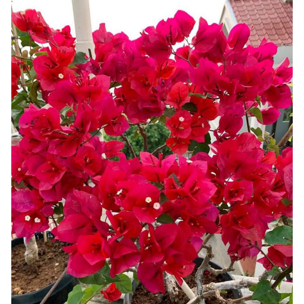 Tanaman bougenville atau bunga kertas.bunga merah