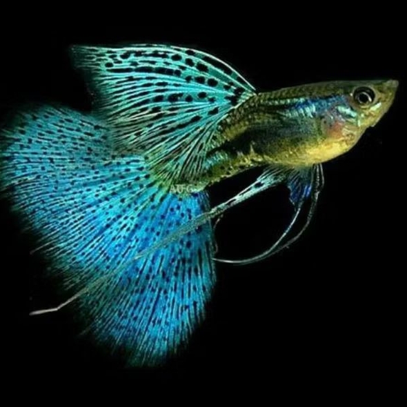 Guppy metal snakeskin blue lace reborn sepasang