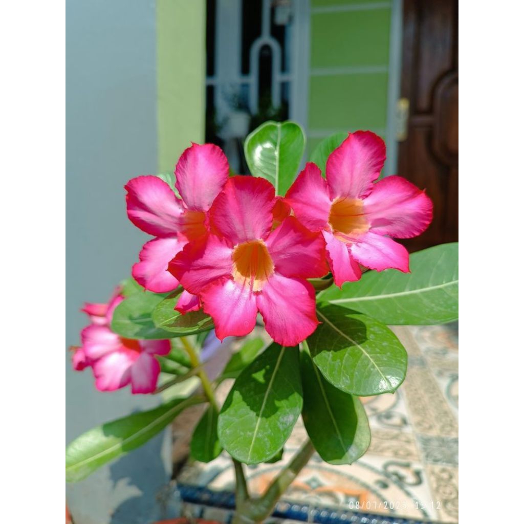 Tanaman Hias Bunga Kamboja Adenium - Hiasan Taman Pohon Kamboja Adenium