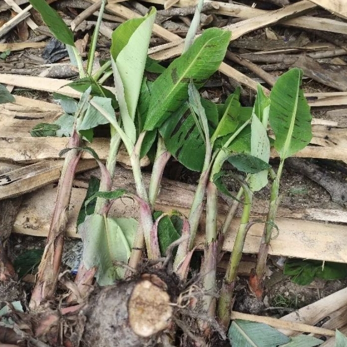 Bibit pisang tanduk madu agung/botol besar 1 pcs/batang