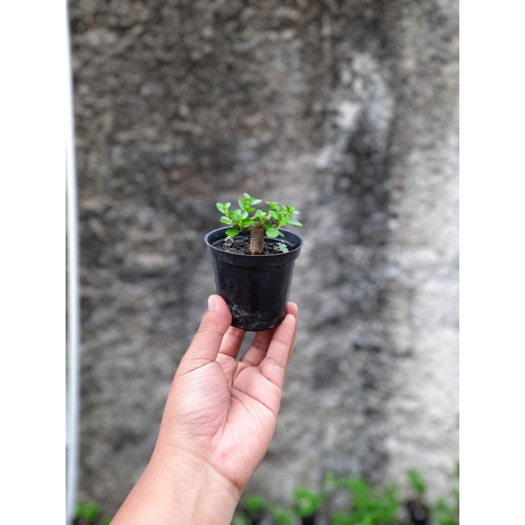 Bonsai Sancang Mini Mame Shito 10cm Pot Plastik.