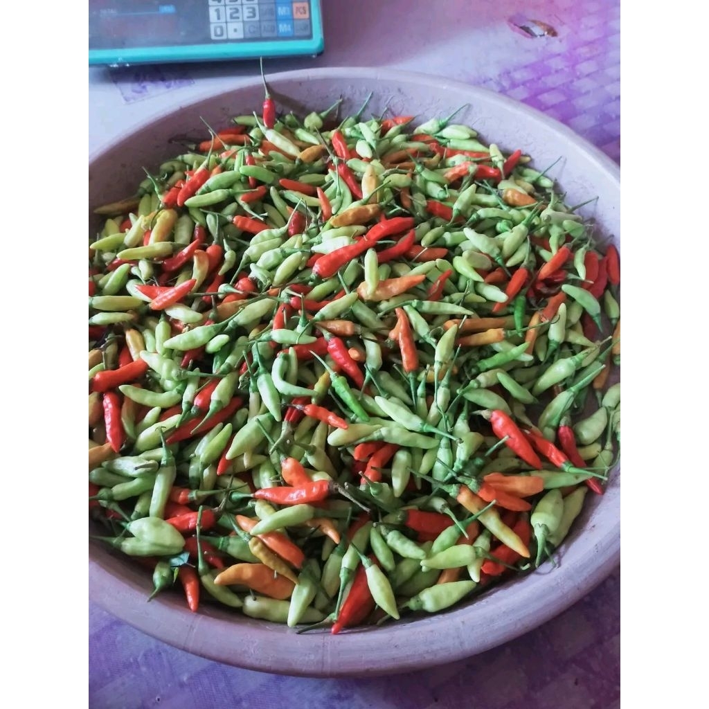 Cabe rawit merah campur putih - cabe rawit merah paron  putih