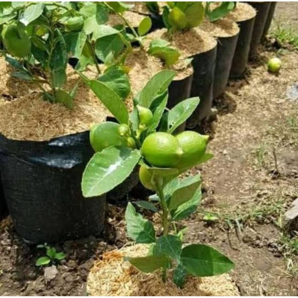 bibit lemon California