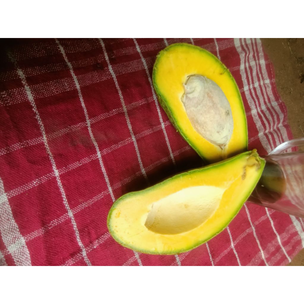 Alpukat Siger,mentega Lampung Timur