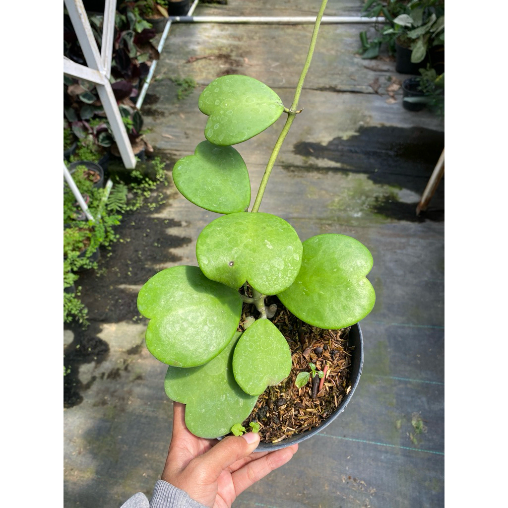 Hoya kerii tanaman hias - tanaman hoya - tanaman hias