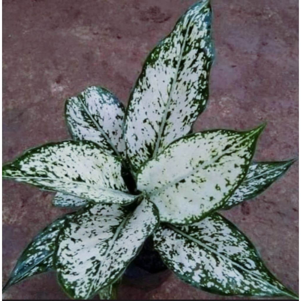 Tanaman Aglonema Snow White - Tanaman Hias Aglonema Snow White.