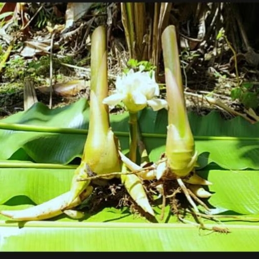 BIBIT KECOMBRANG PUTIH LANGKA ISI 10 BIBIT