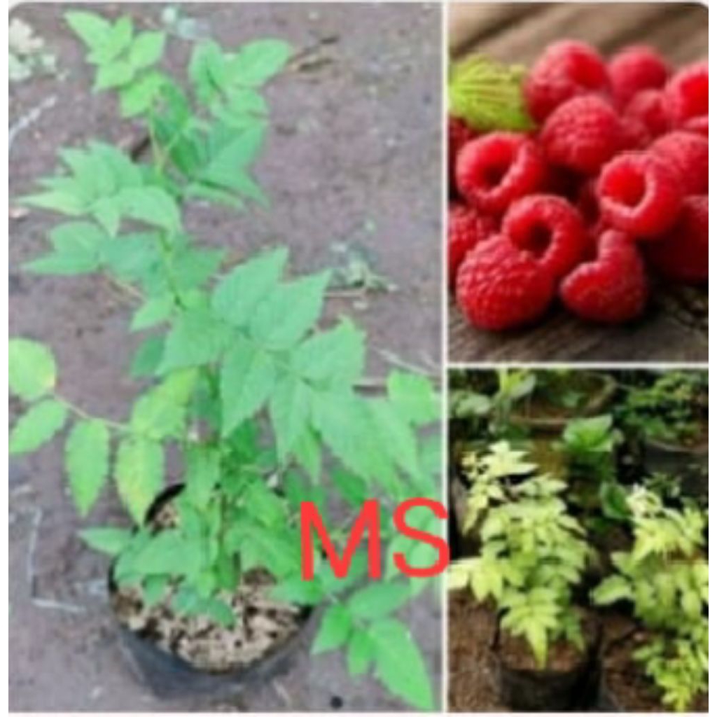 Bibit tanaman arben hutan