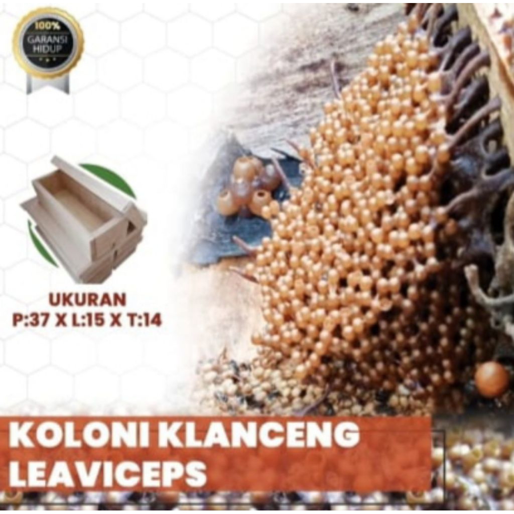 Lebah klanceng/bibit klanceng/Leavicep/kelulut/teuweul