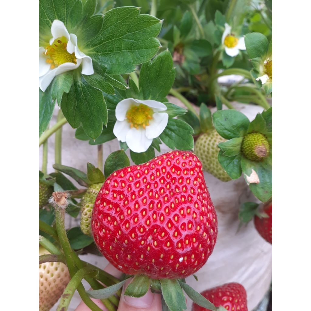 bibit strawberry jumbo manis//bibit strawberry mencir jumbo