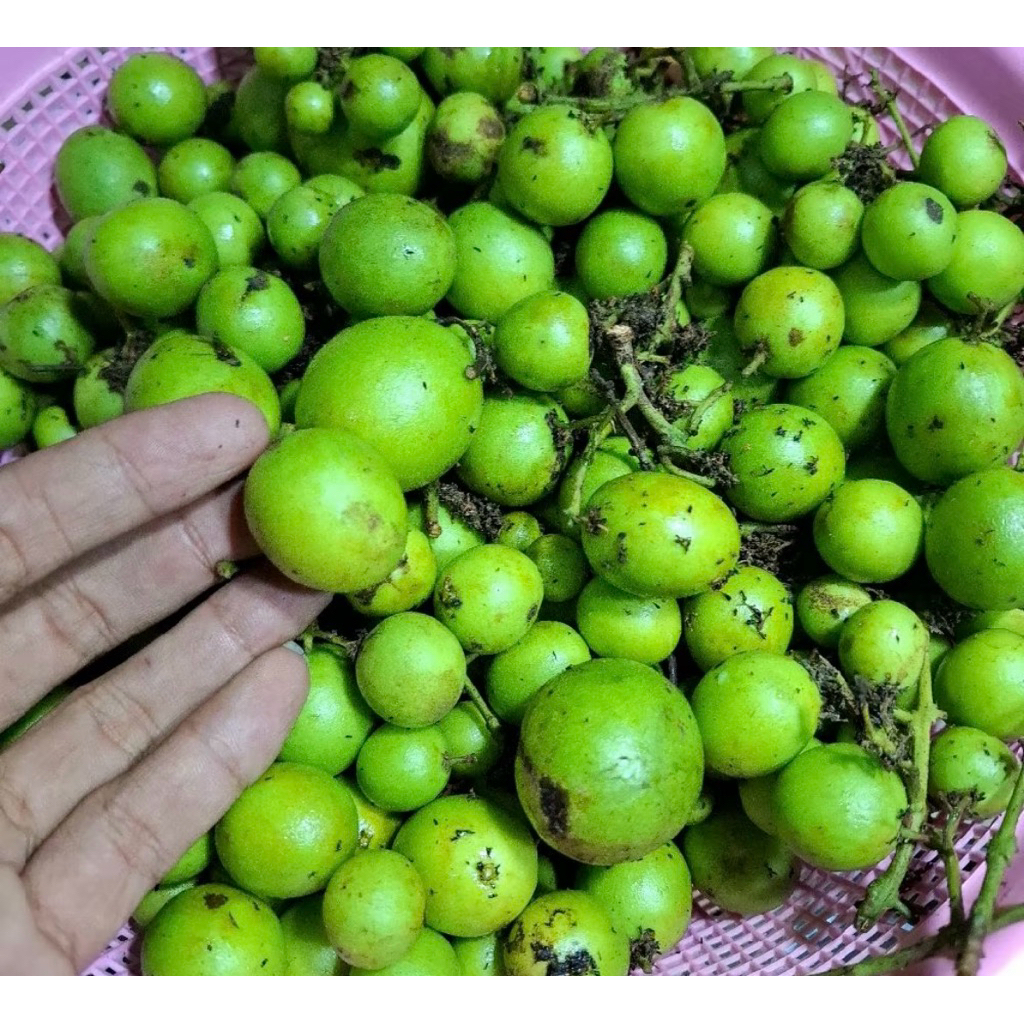 BUAH JETAKE / BUAH GANDARIA 250 GRAM MUDA MASIH MENTAH