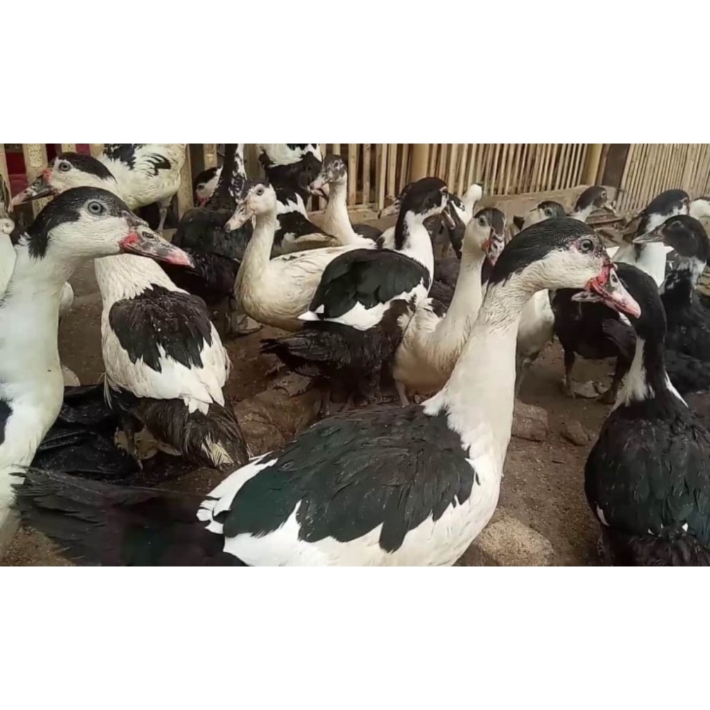 Daging Bebek Entok (Daging Segar)